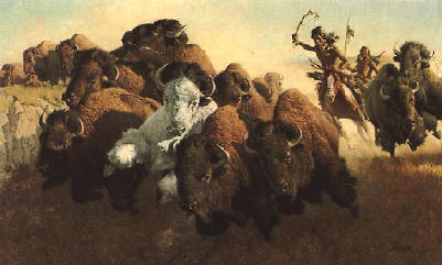 American Bison